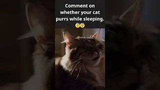 Cat Purring while Sleeping😴｜Maine Coon🧡 #ai #cat #kitten