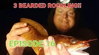 THE 2023 SPECIES HUNT | EPSIODE 16 | 3 BEARDED ROCKLING
