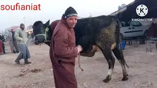 فيديو راءع بسوق الفقيه بن صالح،يوم 01\2\23,اغلى بقرة 30000 درهم .تفرج وتولع مع سفيان 0610286901