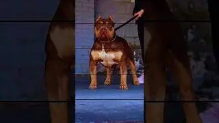 Xl bully stud #xlbully #dogbreed #shortsvideo