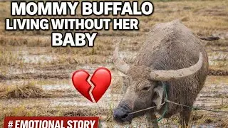 Mommy buffalo living alone&hellip; missing her baby every day. Life in the field is not always easy. 🥹💔 