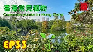 #山中尋草 | EP33 香港常見植物 Common plants in Hong Kong