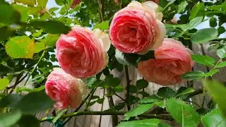 Eden Climbing rose 1 year later