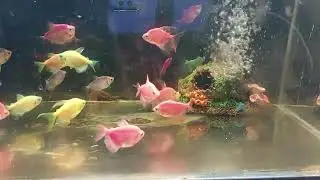 Relaxing Aquarium Fish Tank Sounds no music