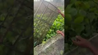 Checking the fish trap by hand #rural #fishing #fish #shortvideo #shorts #edge #lifestyle #nature