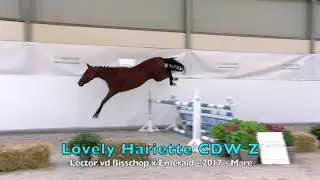Lovely Hariette CDW Z (Lector vd Bisschop x Emerald) - 2017 - Mare