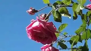 Roma, Roseto Comunale I - The Rome's Municipal Rose Garden (manortiz)