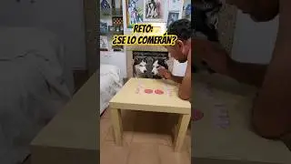 Reto: &iquest;Se lo comer&aacute;n? 🙈🐾🤣