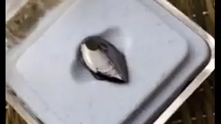 Black Fang Canine Grillz