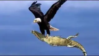 The Best Of Eagle Attacks 2018 - Most Amazing Moments Of Wild Animal Fights! Wil