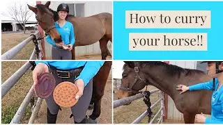 How to Use a Curry Comb!!