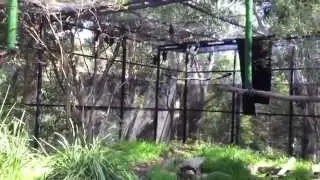 Test flying the bats being put into the release aviary