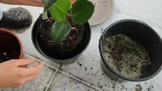 Der Gummibaum Indischer Kautschukbaum (Ficus elastica) Feigen umtopfen