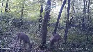 Bushnell Trophy Cam HD Max sample video (daylight)