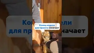 Справимся?😟 #helpanimals #помощьживотным #приютдлясобак #dogshelter #rescuedog #shorts #доброедело