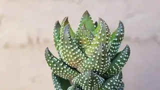Haworthiopsis Coarctata, sus cuidados son mínimos