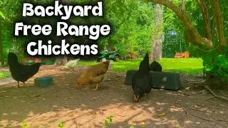 Backyard Free Range Chicken Cam #kearneyspets #farming #chicken #lifewithpets #lifestyle #petchannel