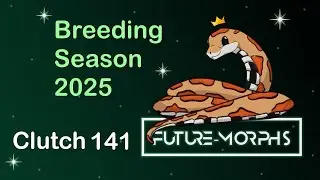 Clutch 141 & 142: Colorful Mimosa's | Future-Morphs