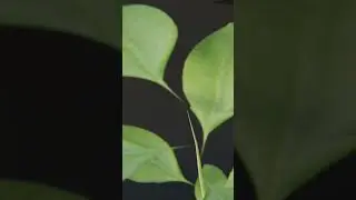 Satisfying Plant Growing Timelapse