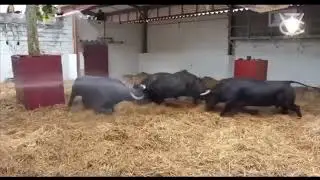 PELEA DE 3 TOROS BRAVOS DE LIDIA