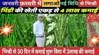 भिंडी की अगेती खेती से कमाए लाखों रुपए bhindi ki ageti khati se kamay lakho rup#bhindifarming #bhind