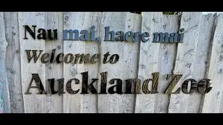Romel Hasan Was live From Auckland Zoo