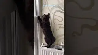 Кошечка курбобик Bonie Real Pride