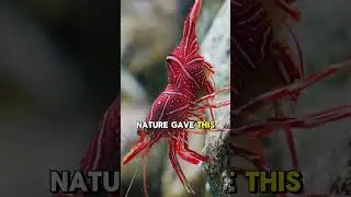 Shrimp That Boils Water With A Punch 🔥🦐 | #pistolshrimp #marinefacts #animalpowers #deepsea