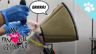 New #trick #howto trim #ears on #aggressive #dog myfavoritegroomer.com