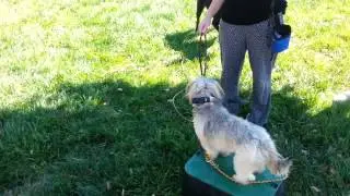 Working with a dog aggressive maltese dog.