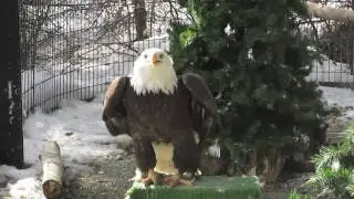 Flapping Eagle!