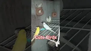Love birds