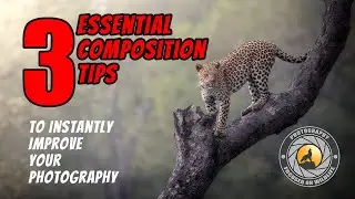 Essential Composition Tips to Instantly Improve Your Photography