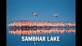 This Lake Turns Pink Every Winter