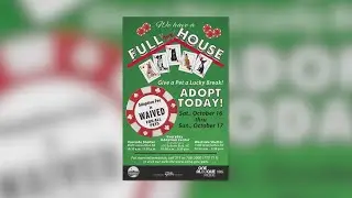 Albuquerque Animal Welfare to waive adoption fees during 'Full House' event