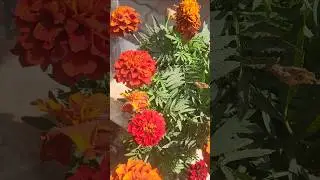 #myschool #garden#ndrc