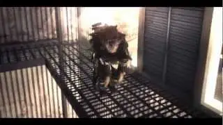 SoaR Motaa | Scream for zejiM 12 (Joined SoaR!)