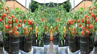 How to recycle plastic tomato cans - No daily watering required