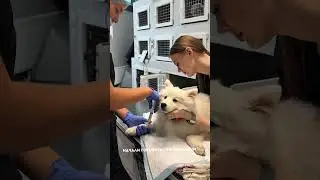 История выздоровления шпица Ясона 🐶✨