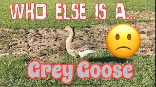 The Grey Goose Treatment