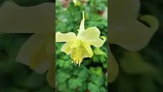 Golden Columbine Flower