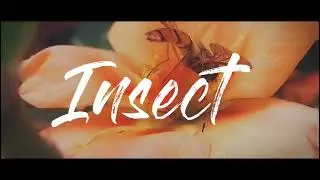 Cinematography of insects l Macro videography l flowers & insects