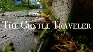The Gentle Traveler - Sony PCM D-50