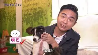 熊爸教你如何選擇適合的毛孩