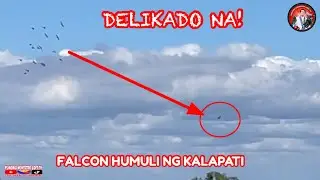 EP1218 FALCON LUMUSOB AT DUMAKMA NG KALAPATE YARE NA!