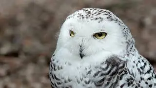 🦉 Snowy Owl#SnowyOwl
