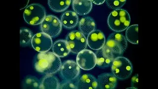 Chlorella & Spirulina: The Ultimate Antioxidant Super Algae  |  #health  @DailyHealthevity