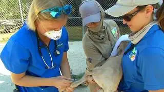 Zoocademy - Arabian Oryx Neonatal Exam - Zoo Miami
