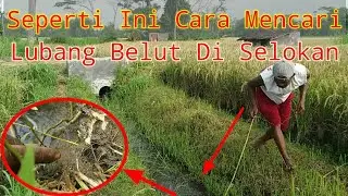 Cara Mencari Lubang Belut Di Selokan - Pemula wajib Tau&lrm;@INDAH CHANNEL TV&nbsp;