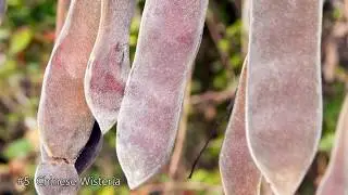 Twelve Tenacious Invasives - Invasive Plants - Galloway NJ